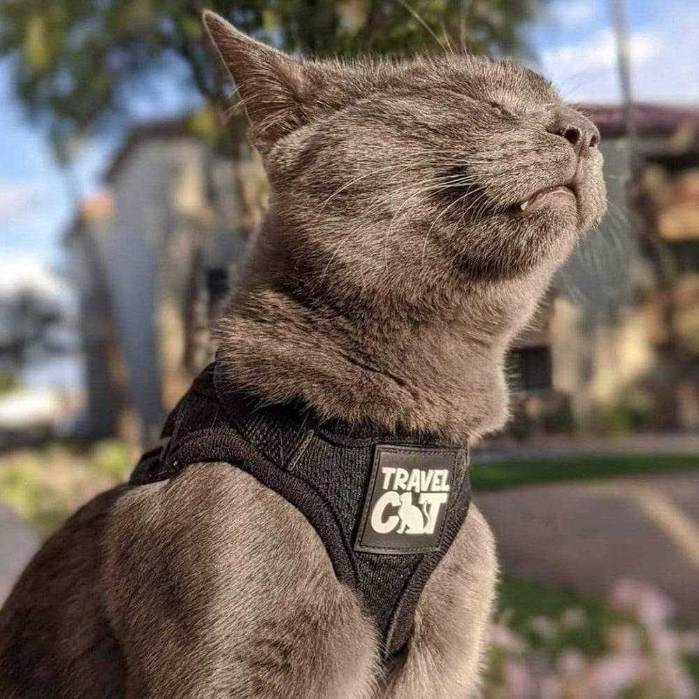 Reflective Cat & Kitten Harness and Leash U371