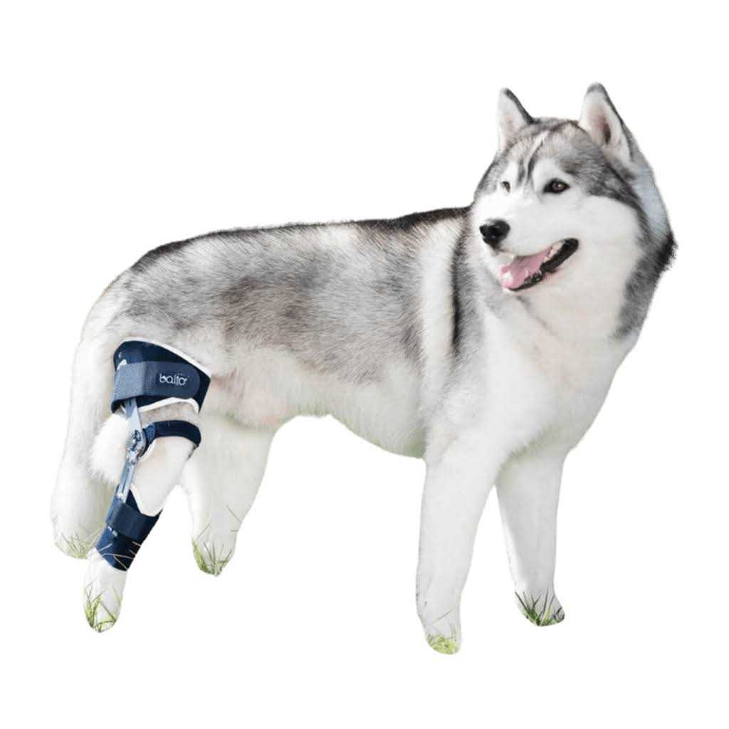 Adjustable Hinged Dog Knee Brace E15396