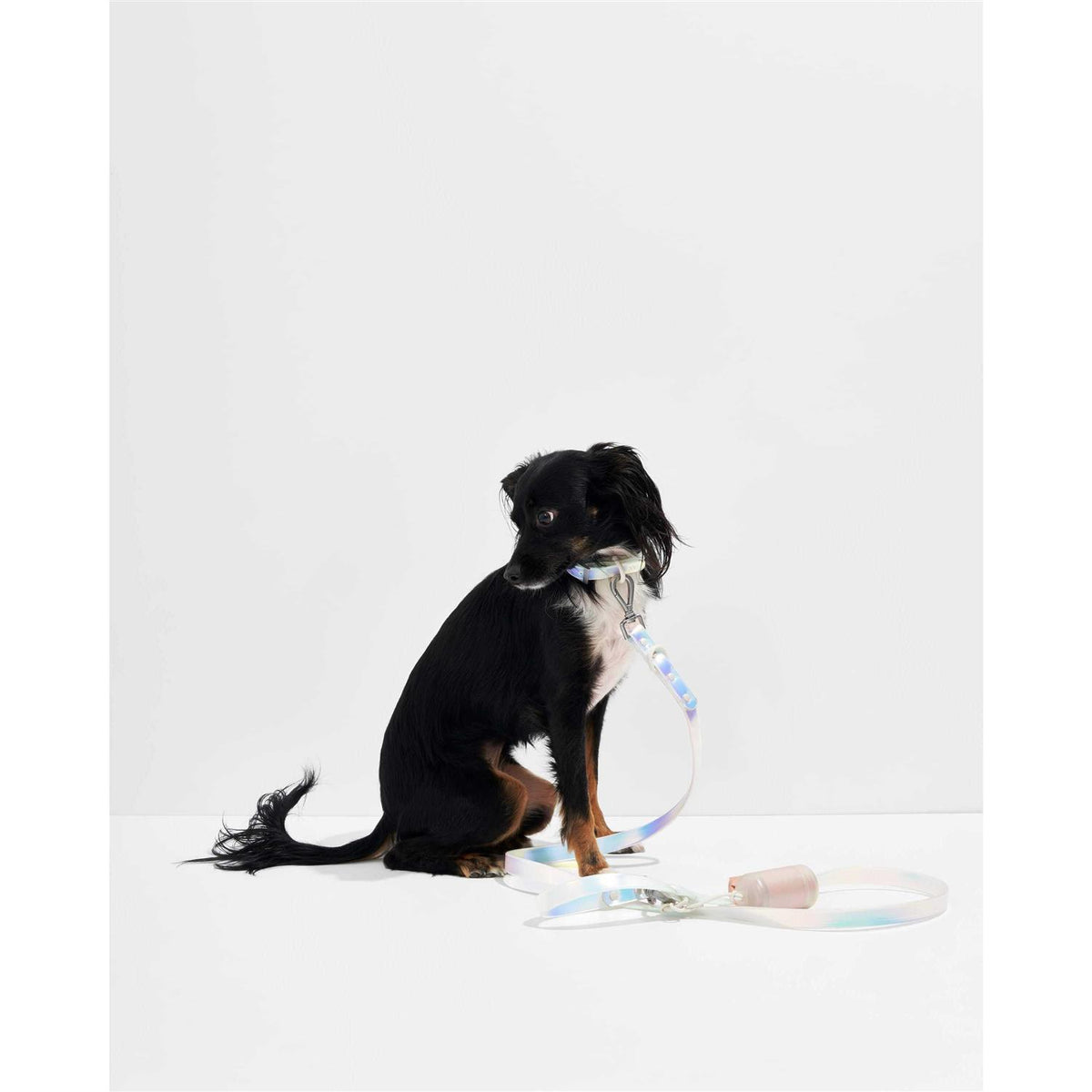 Dog Leash F851584