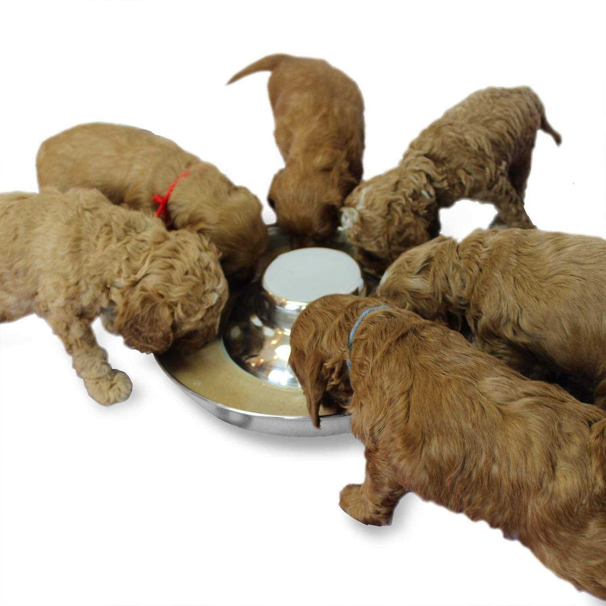Stainless Steel Puppy Feeding Food and Water Bowls G6120