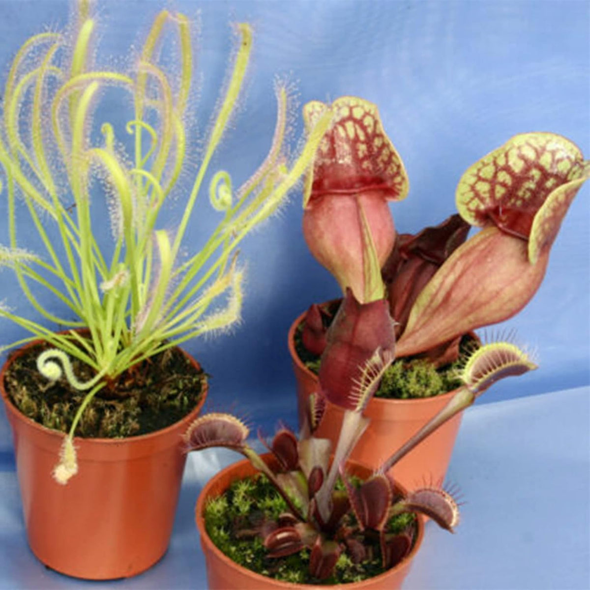 30 Purple Northern Pitcher Plant Seeds I119725
