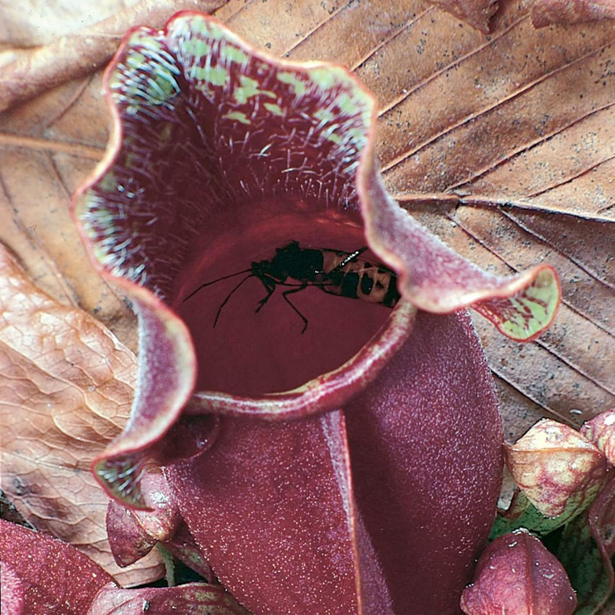 30 Purple Northern Pitcher Plant Seeds I119725
