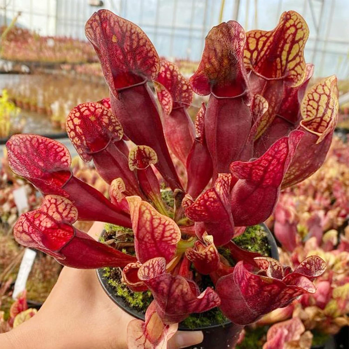 30 Purple Northern Pitcher Plant Seeds I119725