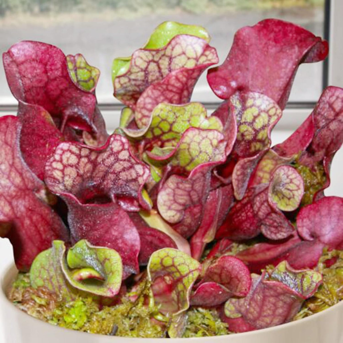 30 Purple Northern Pitcher Plant Seeds I119725