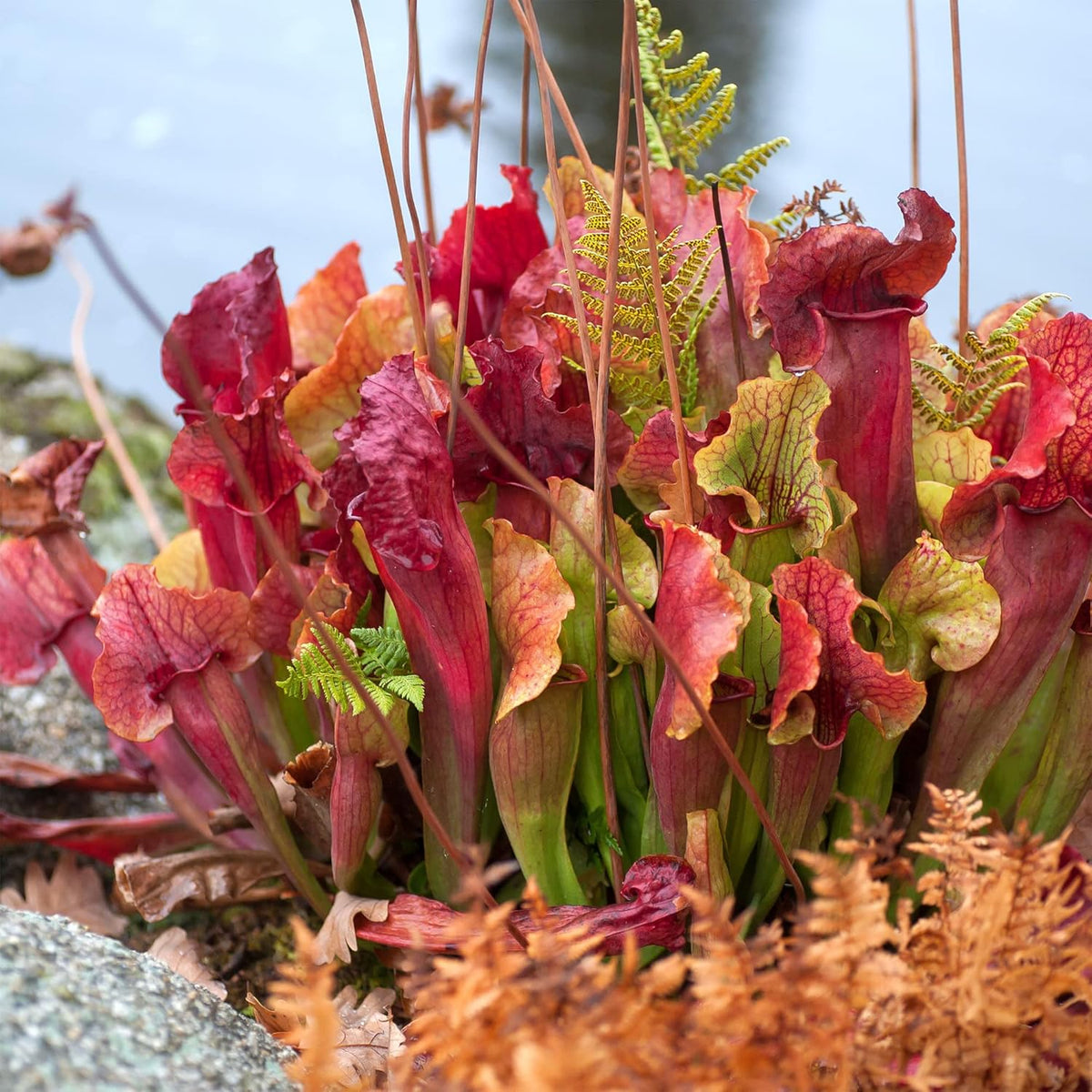 30 Purple Northern Pitcher Plant Seeds I119725