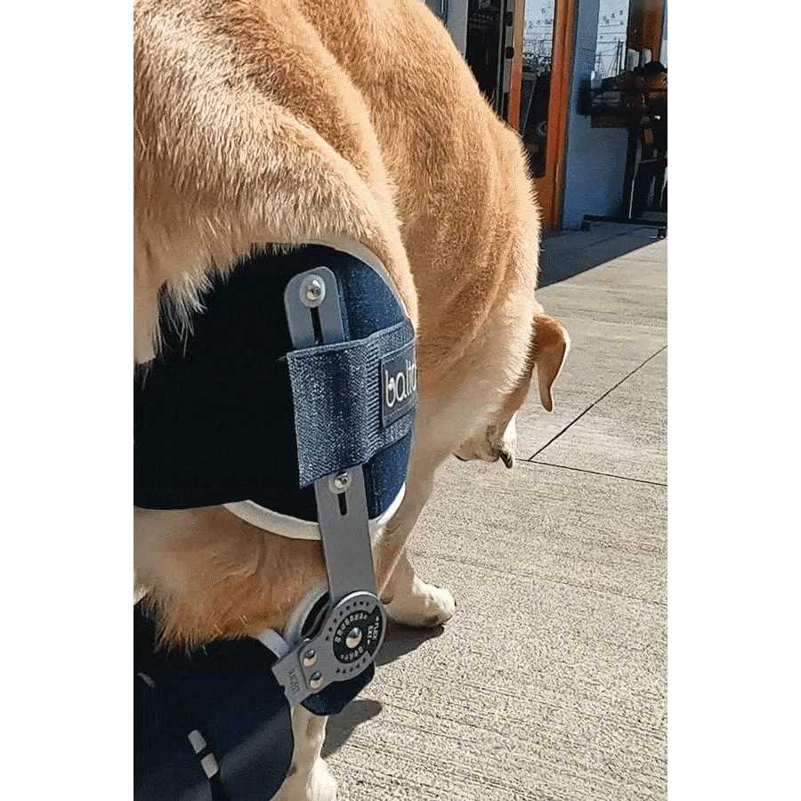 Adjustable Hinged Dog Knee Brace E15396