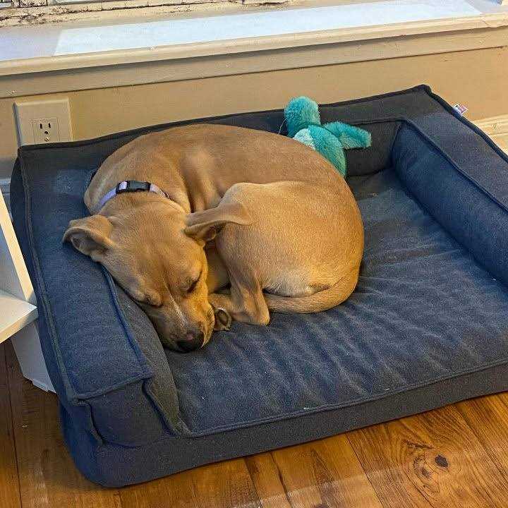 Sofa Bolster Dog Bed Y7793